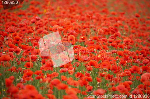 Image of Field of red poppies