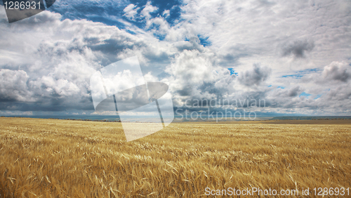 Image of Field of yellow wheat