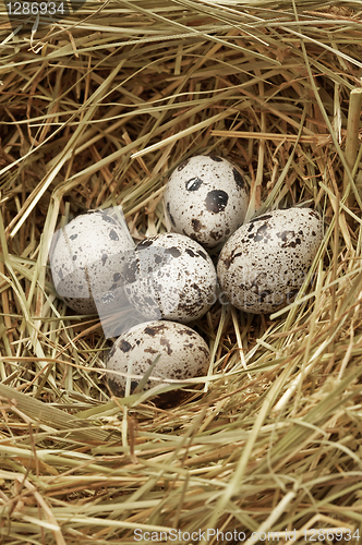 Image of Five quail eggs in nest