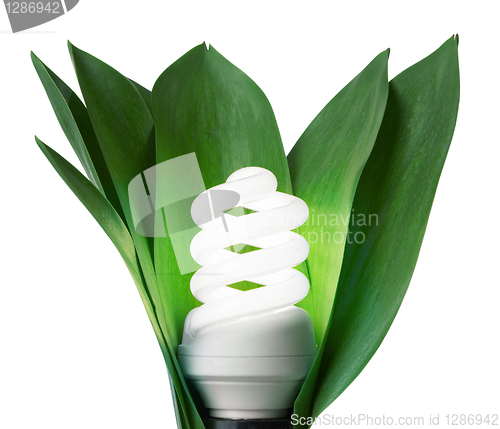 Image of fluorescence lamp in green leaves of isolated on a white backgro