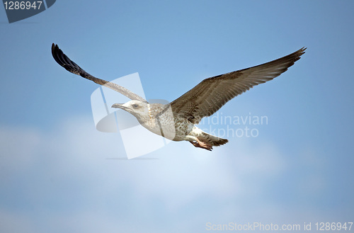 Image of Flying seagull