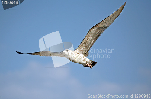Image of Flying seagull