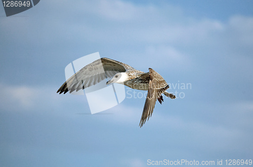 Image of Flying seagull