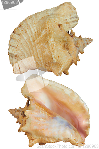 Image of Front and back Seashell