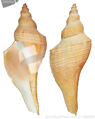 Image of Front and back Seashell