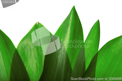 Image of Green leaves on white background