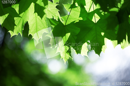 Image of green leaves 