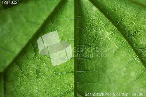 Image of green sheet close up