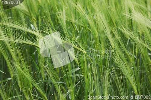 Image of green wheat field