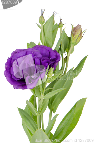 Image of Beautiful purple flower
