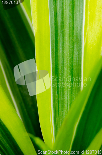 Image of Green leaves