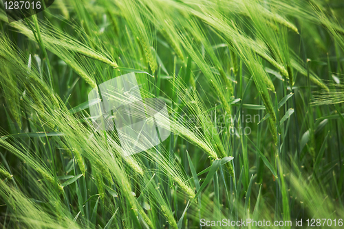 Image of green wheat field