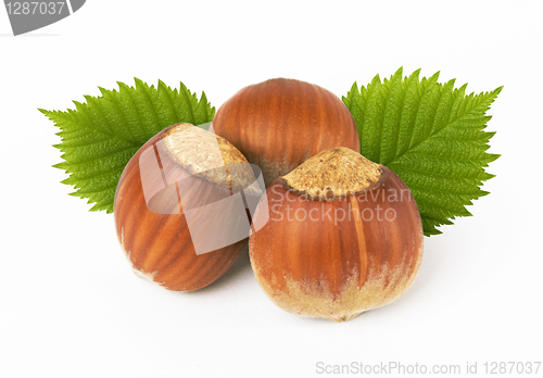 Image of hazelnuts with leaves