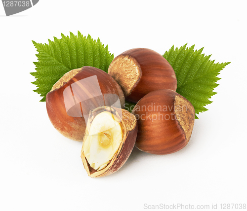 Image of hazelnuts with leaves