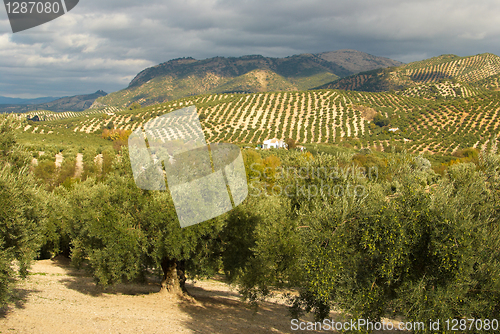 Image of Olive plantation