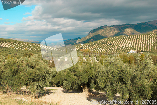 Image of Olive plantation