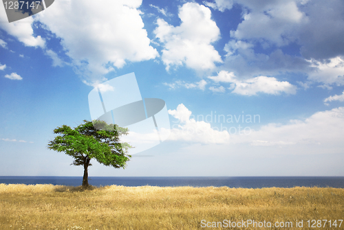 Image of Field, tree, sea