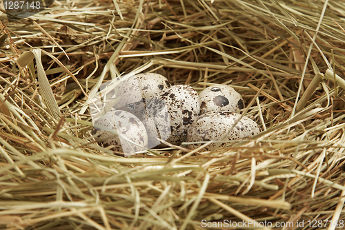 Image of Five quail eggs in nest