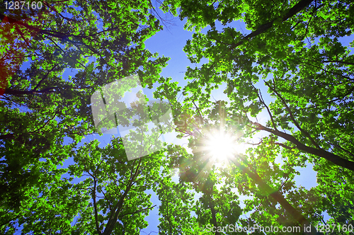 Image of Green leaves of oak and sun