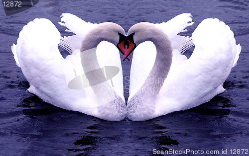 Image of Swans Hearts