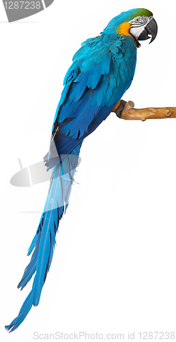 Image of parrot