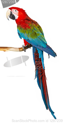 Image of parrot