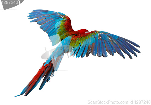 Image of parrot