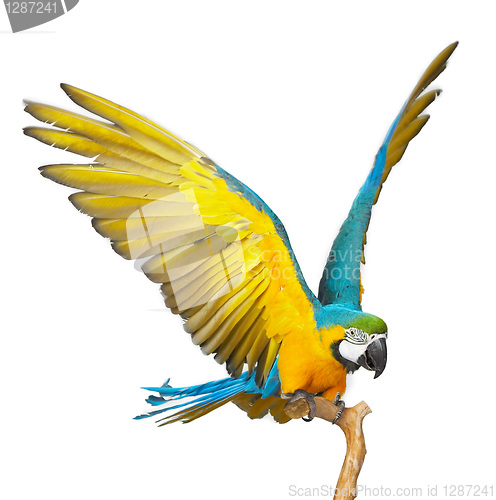 Image of parrot