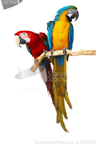 Image of two parrots