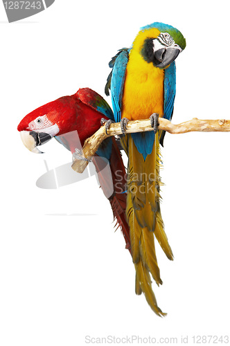 Image of two parrots