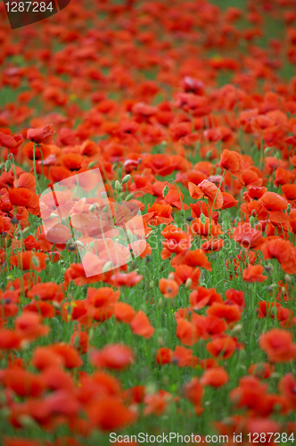 Image of poppy field