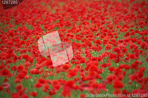 Image of poppy field