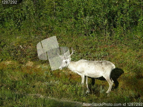 Image of White reindeer at a forest border