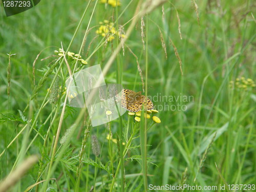 Image of Orange spotted butterfly