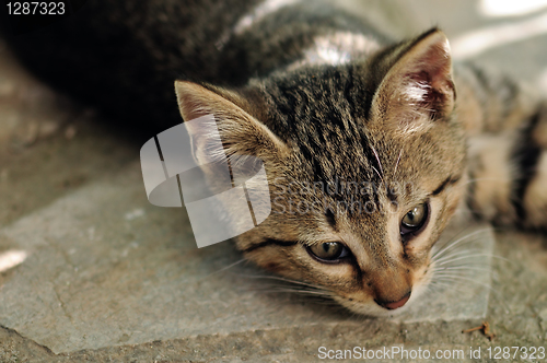 Image of gray kitten