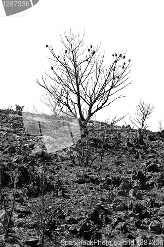 Image of charred pine tree