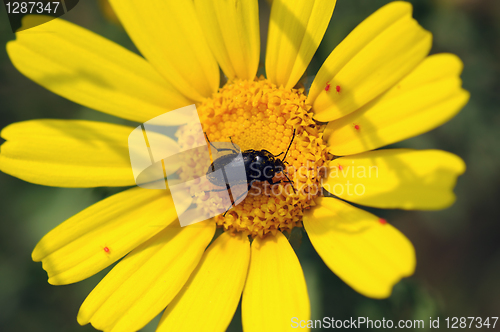 Image of beetle on flower