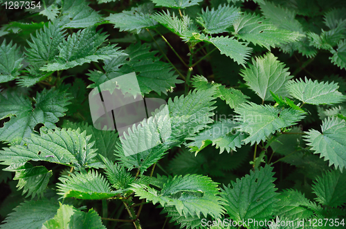 Image of stinging nettle