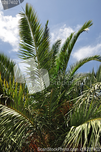 Image of palm tree branches