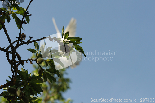 Image of white dove