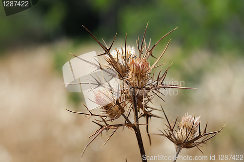 Image of withered thistle