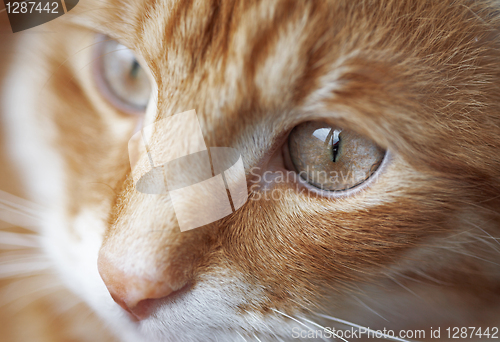 Image of Red cat