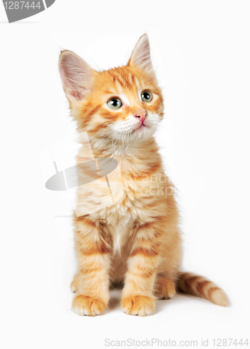 Image of Red cat