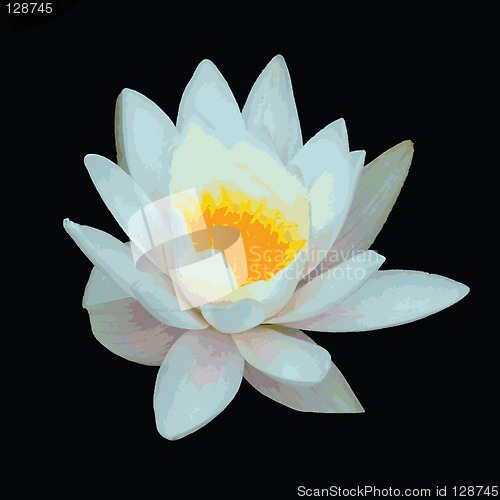 Image of Water lily vector