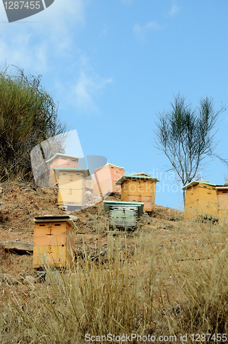 Image of beehives