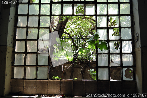 Image of window tree