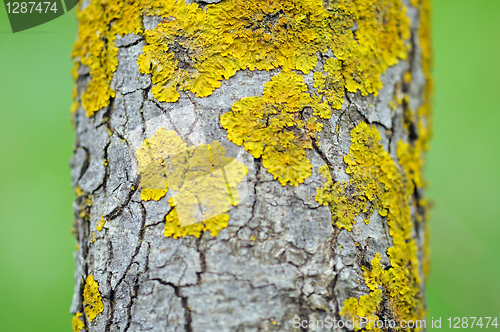 Image of trunk macro