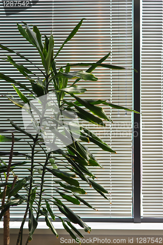 Image of green houseplant against the window with the blinds