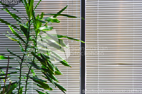 Image of green houseplant against the window with the blinds