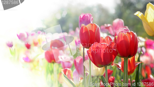 Image of tulips in bloom